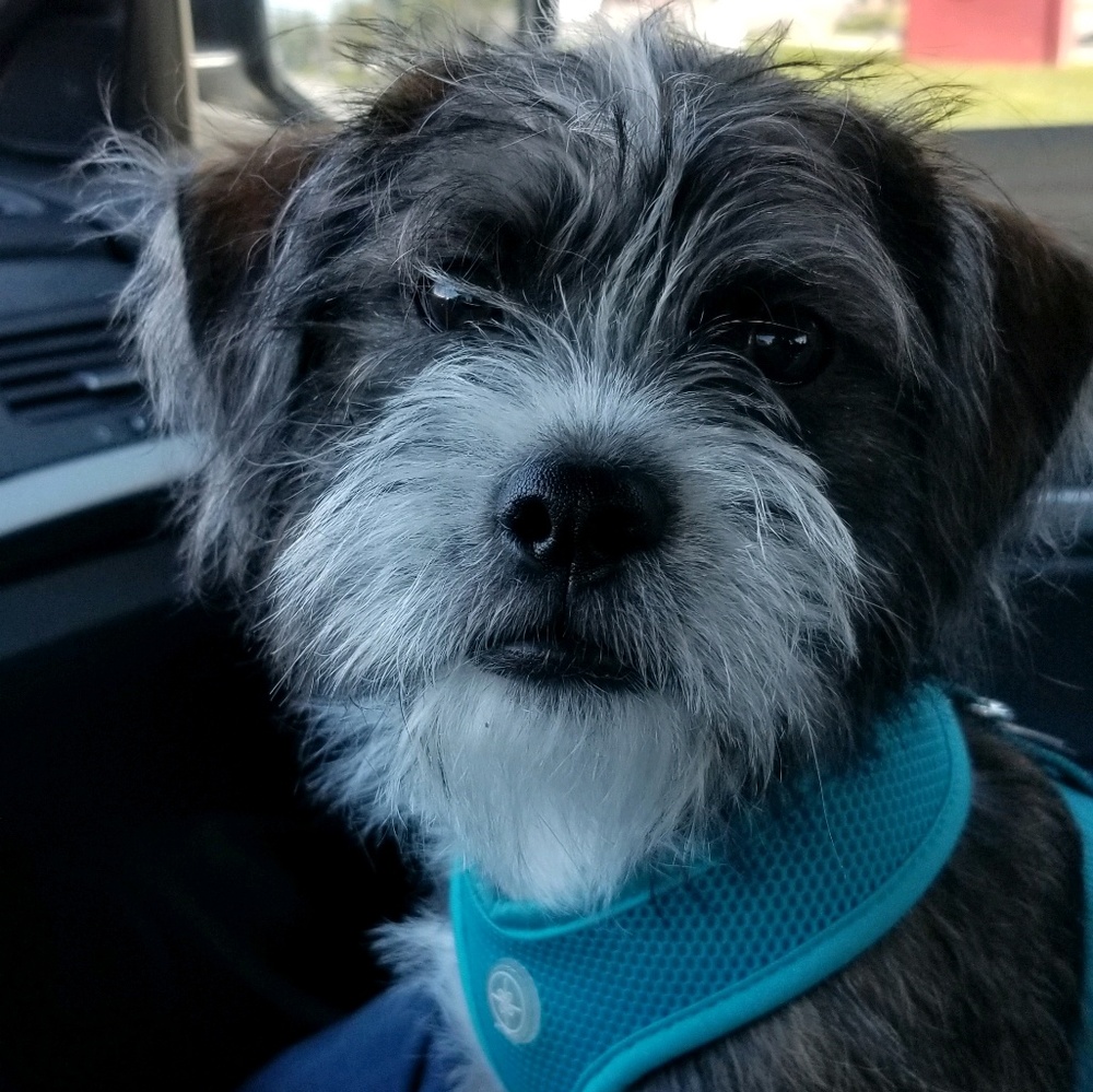 Meet your Posher, Samantha